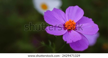 beautiful abstract aroma background with purple flower