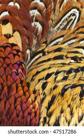 Beautiful abstract background close up consisting of chinese ringneck pheasant feathers