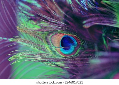 Beautiful abstract background with peacock feathers. Multicolored natural banner with a bird's tail. Bright plumage close-up - Shutterstock ID 2246017021