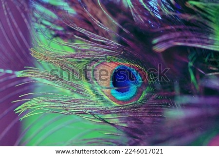 Beautiful abstract background with peacock feathers. Multicolored natural banner with a bird's tail. Bright plumage close-up