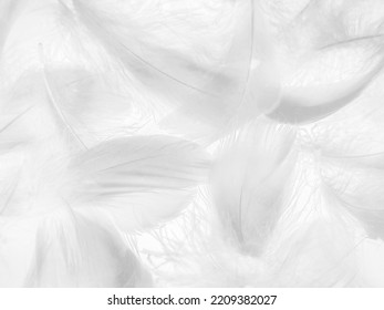 Beautiful abstract black feathers on white background, soft white feather texture on white texture pattern, dark theme wallpaper, gray feather background, gray banners, white gradient - Shutterstock ID 2209382027