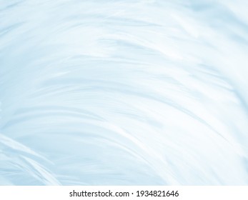 Beautiful Abstract Blue Feathers On White Background, Black Feather Texture And Blue Background, Feather Wallpaper, Blue Texture Banners, Love Theme, Valentines Day, Light Blue Texture