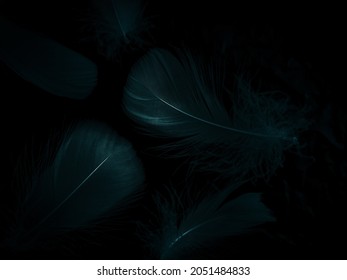 Beautiful abstract white and brown feathers on black background