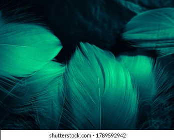 Beautiful Abstract Blue And Green Feathers On Dark Background And Soft White Feather Texture On White Pattern And Green Background, Feather Background, Green Banners