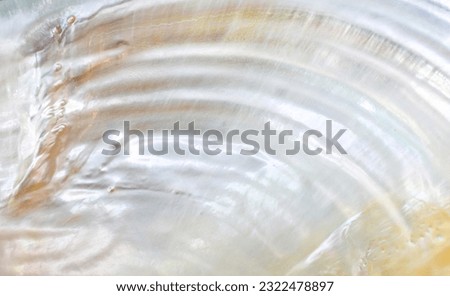 beautiful abstract close-up seashell background texture