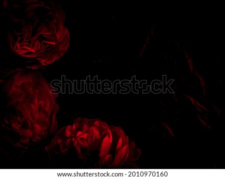 Beautiful abstract color black and red flowers on black background, light pink flower frame, pink leaves texture, dark background, valentines day, love theme, red texture 