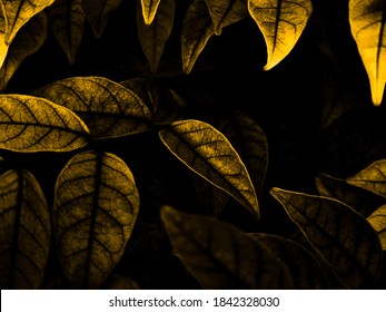 Beautiful Abstract Color Black And Yellow Flowers On Black Background And Gold Flower Frame And Brown Leaves Texture, Dark Background, Orange And Gold Love Banner, Brown And Yellow Background