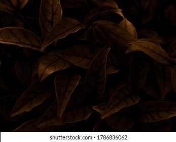Beautiful abstract color brown and yellow flowers on dark background, orange flower frame and brown leaves texture, brown background, orange and gold love banner, orange isolated, dark leave texture