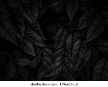 Beautiful abstract color gray and black flowers on dark background, dark leaves texture, dark background, colorful graphics banner, white leaves, black leaves