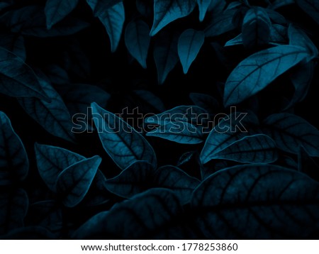 Beautiful abstract color gray and blue flowers on dark background and dark  flower frame and blue leaves texture, blue background, dark blue graphics banner