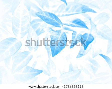Beautiful abstract color gray and blue flowers on white background and dark  flower frame and blue leaves texture, blue background, dark blue graphics banner