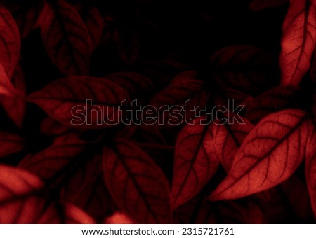 Beautiful abstract color pink flowers on black background, light red flower frame, red leaves texture, pink background, valentines day, love theme, flora texture 