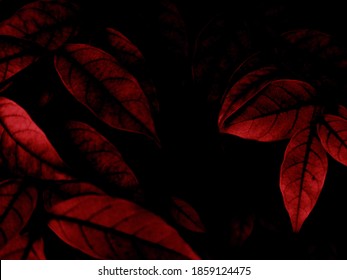 Beautiful abstract color pink and red flowers on black background and light black and pink flower frame and pink leaves texture, dark background, red banner, red wallpaper