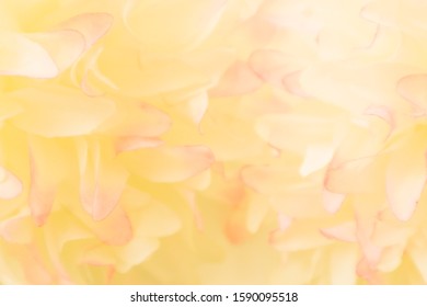 Beautiful abstract color pink and yellow flowers on white background and pink flower frame and white orange leaves texture background, flowers banner  - Shutterstock ID 1590095518