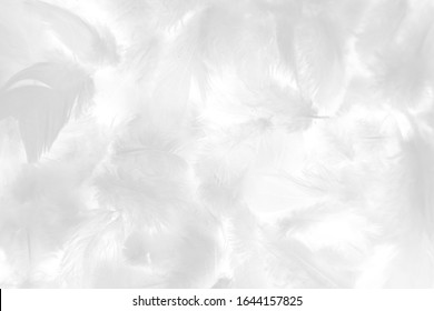 Beautiful Abstract Colorful Gray And White Feathers On White Background And Soft Pink Feather Texture On White Pattern And Light Pink Background Valentine Day