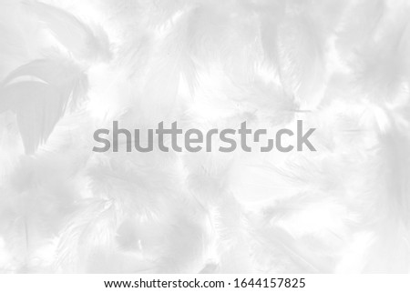 Beautiful abstract colorful gray and white feathers on white background and soft pink feather texture on white pattern and light pink background valentine day