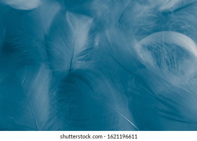 Beautiful abstract colorful green and blue feathers on white background and soft white feather texture on white pattern and blue background