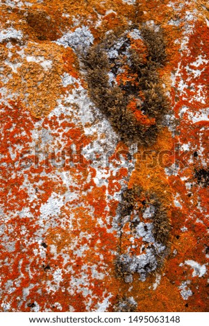 Beautiful abstract colorful texture for the background with red moss on a white stone. Bright colours. Natural eco vegetation. Orange, green and red colors.