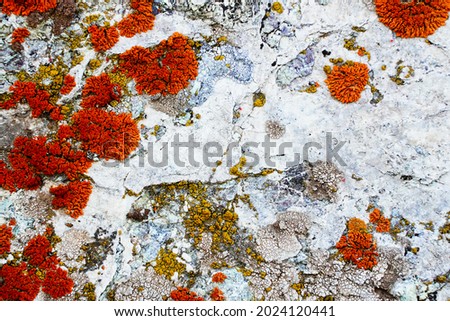 Beautiful abstract colorful texture for the background with red moss on a white stone. Bright colour. Natural eco vegetation. Orange, green and red colors.