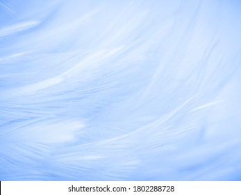 82,216 Soft feathers texture Images, Stock Photos & Vectors | Shutterstock