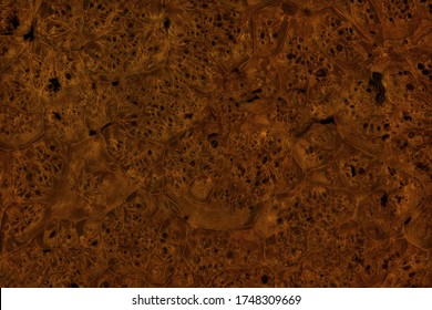 Beautiful Abstract Dark Brown Burly Maple Wood