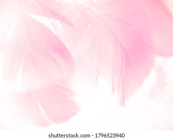 296,225 fotos de Plumas rosa Fotos, imágenes y otros productos fotográficos de stock Shutterstock