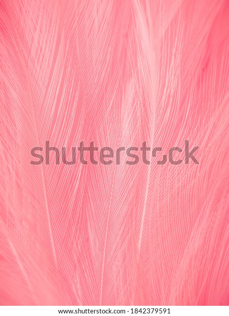 Beautiful abstract gray and\
pink feathers on white background,  white feather frame texture on\
pink pattern and pink background, love theme wallpaper and\
valentines day