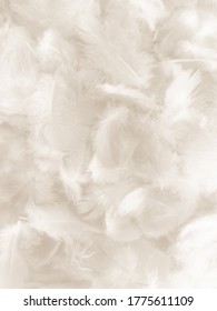 Beautiful abstract gray and white feathers on white background, soft brown feather texture on white pattern background, gray feather background