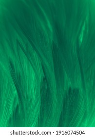 Beautiful abstract green feathers on black background, yellow feather texture on dark pattern,  green background, feather wallpaper, love theme, valentines day, dark texture