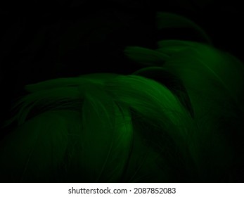 Beautiful abstract green feathers black background  yellow feather texture dark pattern   green background  feather wallpaper  love theme  valentines day  green gradient texture