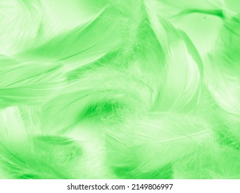 Beautiful Abstract Green Feathers On White Stock Photo 2149806997 ...