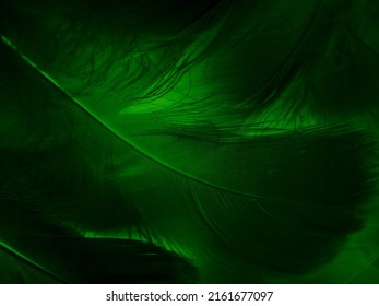 Beautiful abstract green feathers on black background, blue feather texture on dark pattern,  green background, feather wallpaper, love theme, valentines day, green gradient texture