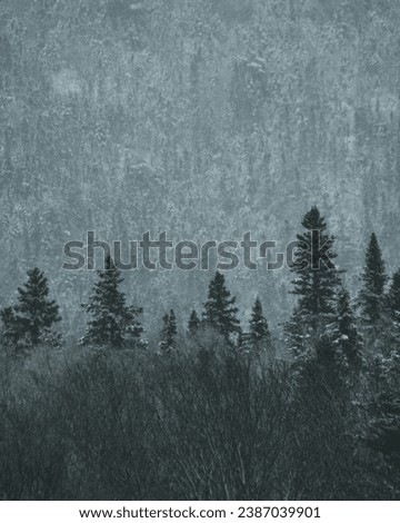 beautiful abstract grungy blue stucco wall background in cold mood. pantone of the year color concept background with space for text. Winter forest in the Carpathians Beautiful winter panorama