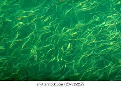 Beautiful abstract landscape image of lush green plants underwater                                - Shutterstock ID 2073152192