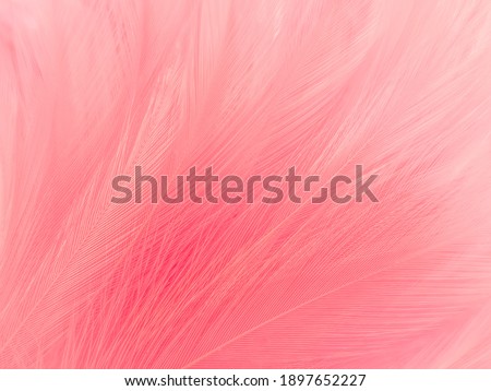 Beautiful abstract light pink feathers on white background,  white feather frame texture on pink pattern and pink background, love theme wallpaper and valentines day, sweet heart wedding 