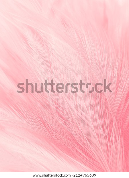 Beautiful abstract colorful white and pink feathers on white background and  soft white feather texture on white pattern and pink background, colorful  feather, pink banners Photos