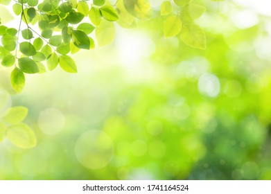 Beautiful abstract natural background. Closeup nature view of green leaf on blurred greenery background in garden.
