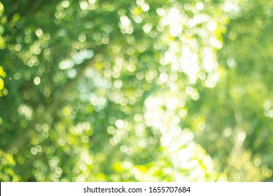 Beautiful abstract natural Bokeh of Tree Leaves for nature background.