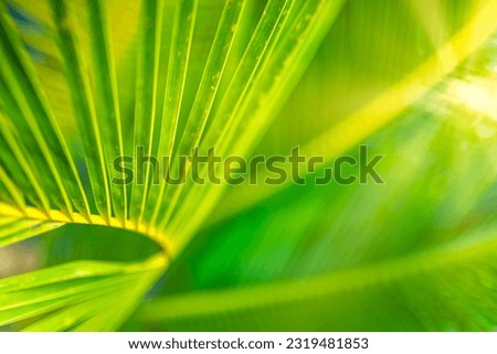 Beautiful abstract nature background, fresh green palm leaves, sunshine blurred lush foliage. Natural closeup summer plants wallpaper. Wellbeing palm leaf texture natural tropical green sunny pattern
