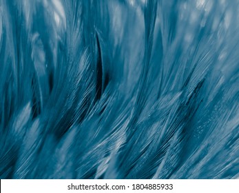 Schöne abstrakte, pastellblaue Federn auf dunklem Hintergrund, schwarze Rahmenstruktur auf blauem Hintergrund, dunkle Feder, schwarze Banner