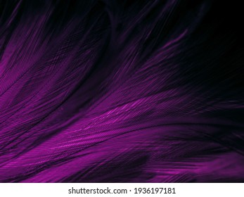 Beautiful Abstract Purple Feathers On Black Background, Black Feather Texture On Dark Pattern And Purple Background, Colorful Feather Wallpaper, Love Theme, Valentines Day, Pink Texture