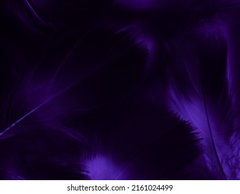 Beautiful Abstract Purple Feathers On Black Background, Black Feather Texture On Dark Pattern And Purple Background, Colorful Feather Wallpaper, Love Theme, Valentines Day