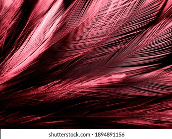 Beautiful Abstract Red Feathers On Dark Background And Black Feather Texture On Red Pattern And Red Background, Pink Feather Wallpaper, Love Theme, Wedding Valentines Day