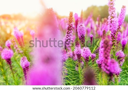 Beautiful abstract scenic landscape view of blooming purple liatris spicata or gayfeather flower meadow in rays of sunset warm sun light. Wildflower field blossoming background