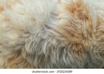 Beautiful abstract white brown dog fur background - Powered by Shutterstock