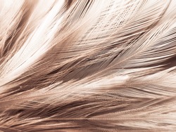 Beautiful Abstract White And Brown Feathers On White Background