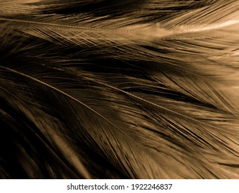 Beautiful Abstract White And Brown Feathers On Black Background, Soft Yellow Feather Texture On White Pattern And Yellow Background, Feather Background, Gold Feathers Banners