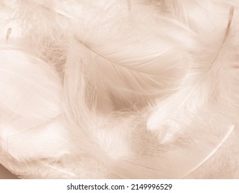 Beautiful abstract white and brown feathers on white background and soft yellow feather texture on white pattern and yellow background, feather background, gold feathers banners, brown texture - Shutterstock ID 2149996529
