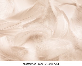 Beautiful abstract white and brown feathers on white background and soft yellow feather texture on white pattern and yellow background, feather background, gold feathers banners, brown texture