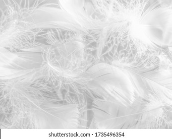Beautiful abstract white feathers on white background and soft black feather texture on white pattern and light background, gray feather background, grey banners - Shutterstock ID 1735496354
